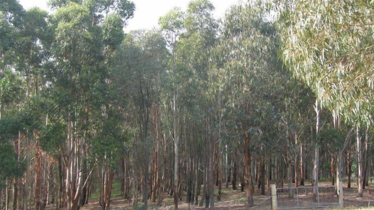 Photo of Outdoor in Beechworth