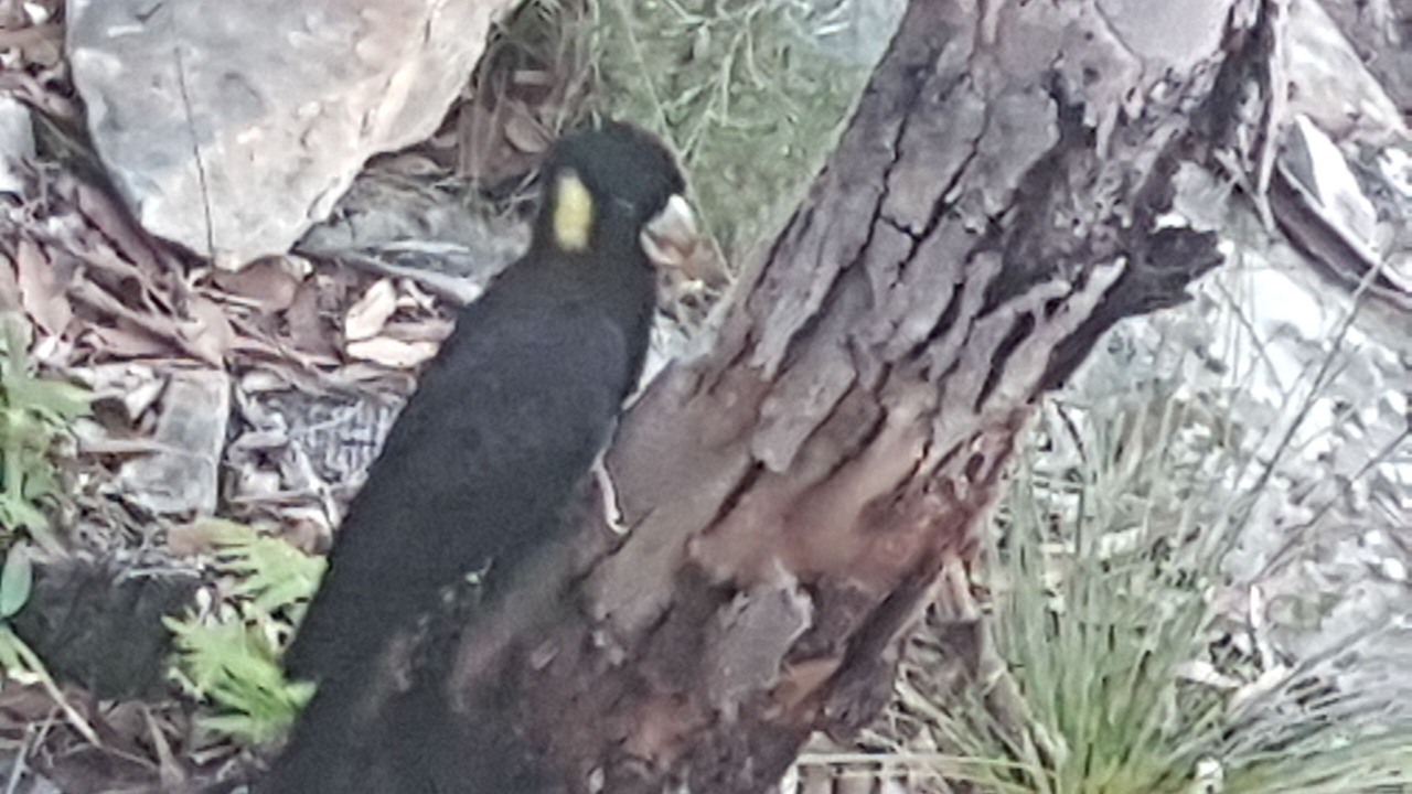 Photo of Outdoor in Berrilee