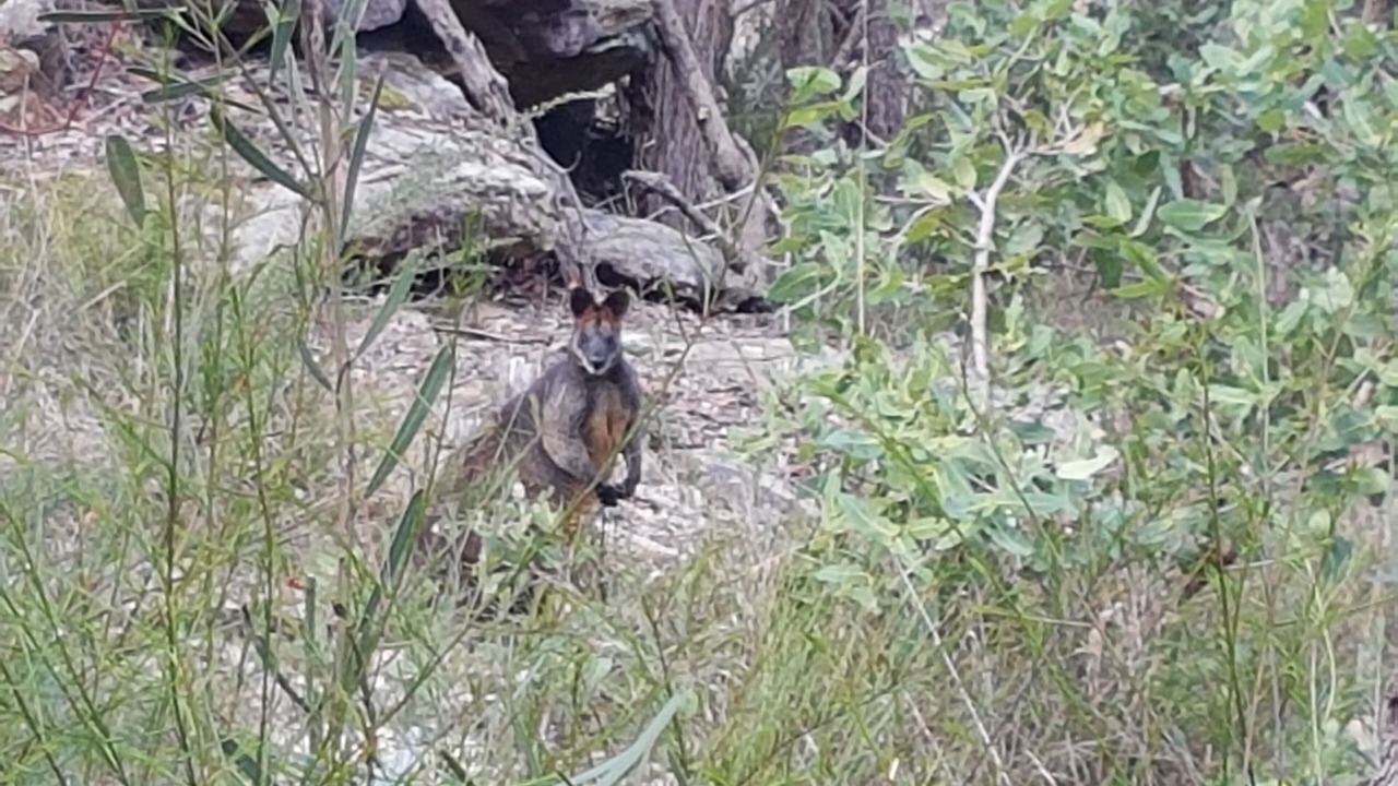 Photo of Outdoor in Berrilee