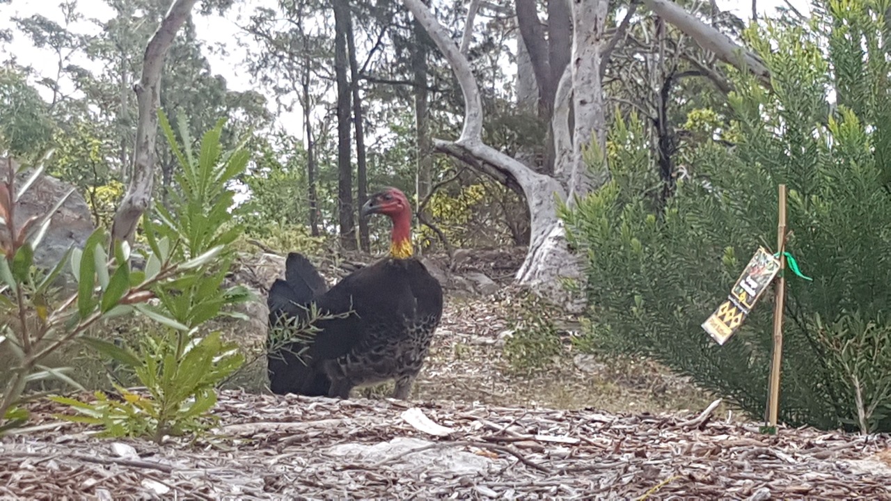 Photo of Outdoor in Berrilee