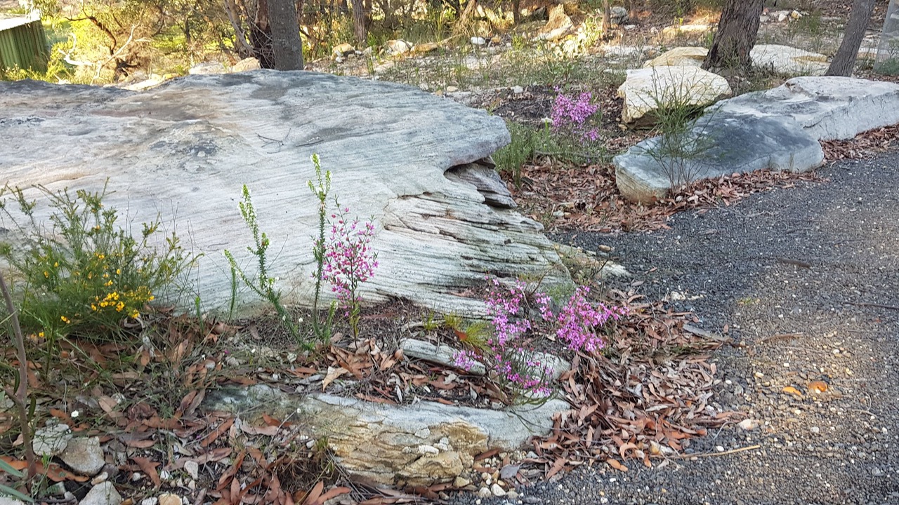 Photo of Outdoor in Berrilee