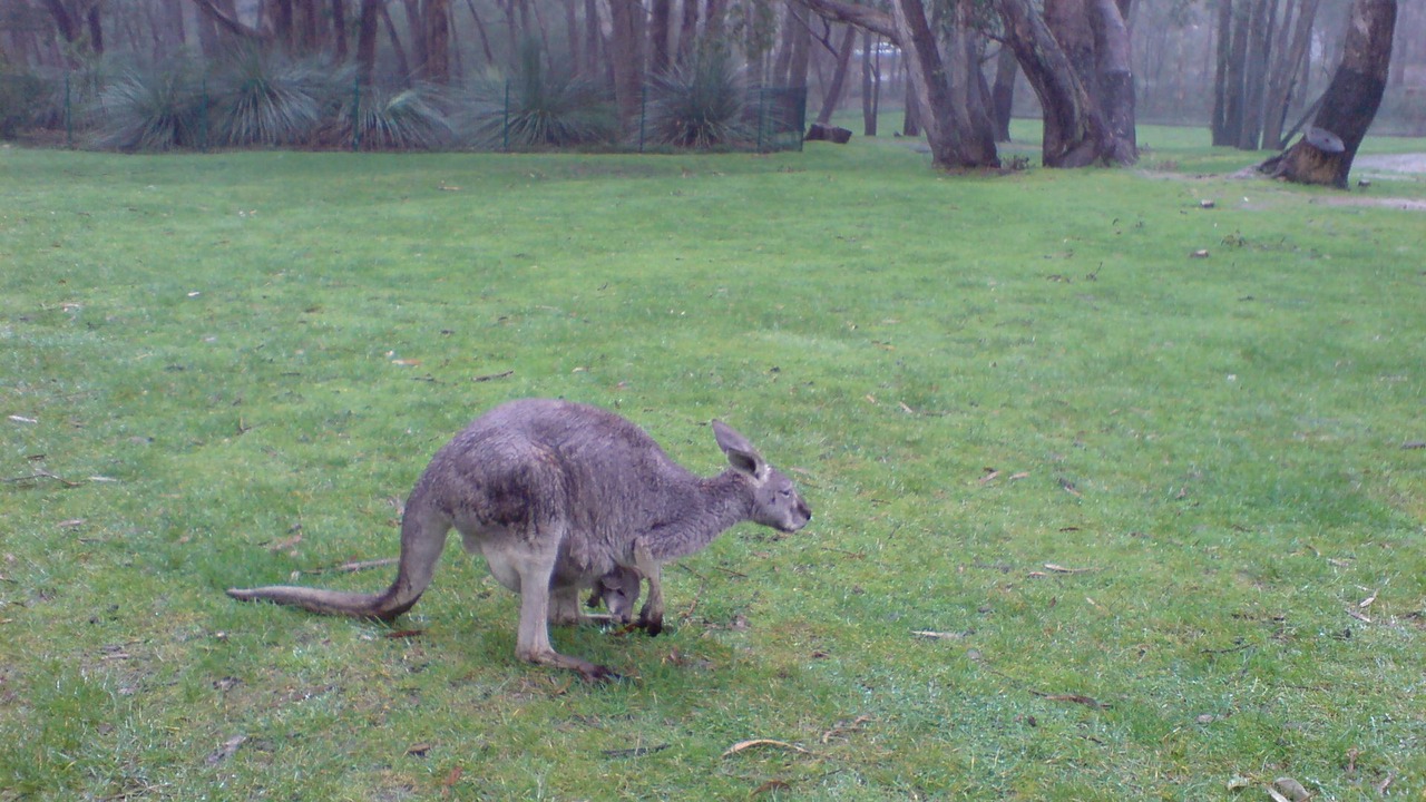 Photo of Outdoor in Emu Flat