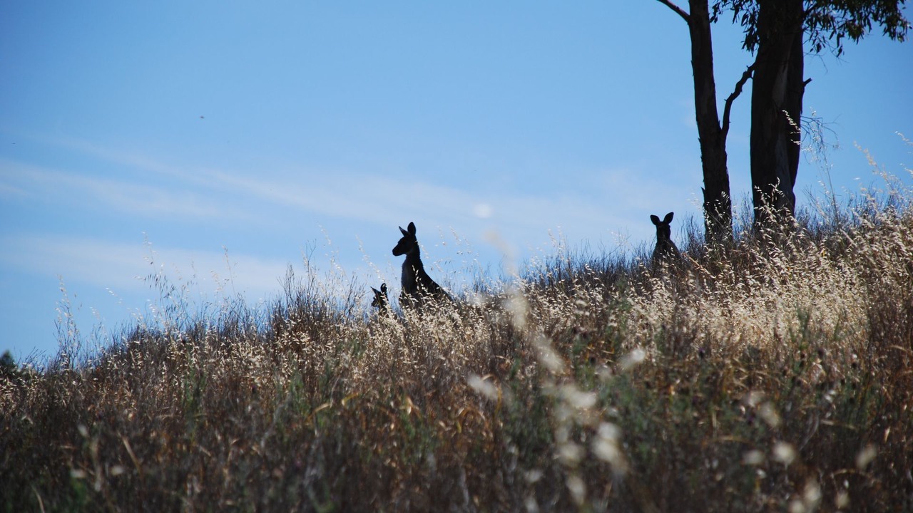 Photo of Outdoor in Emu Flat