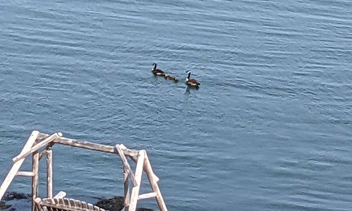 Photo of Others in Lubec