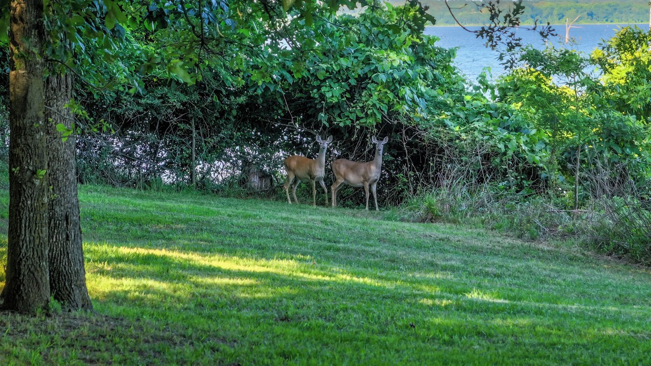 Photo of Outdoor in Yantis