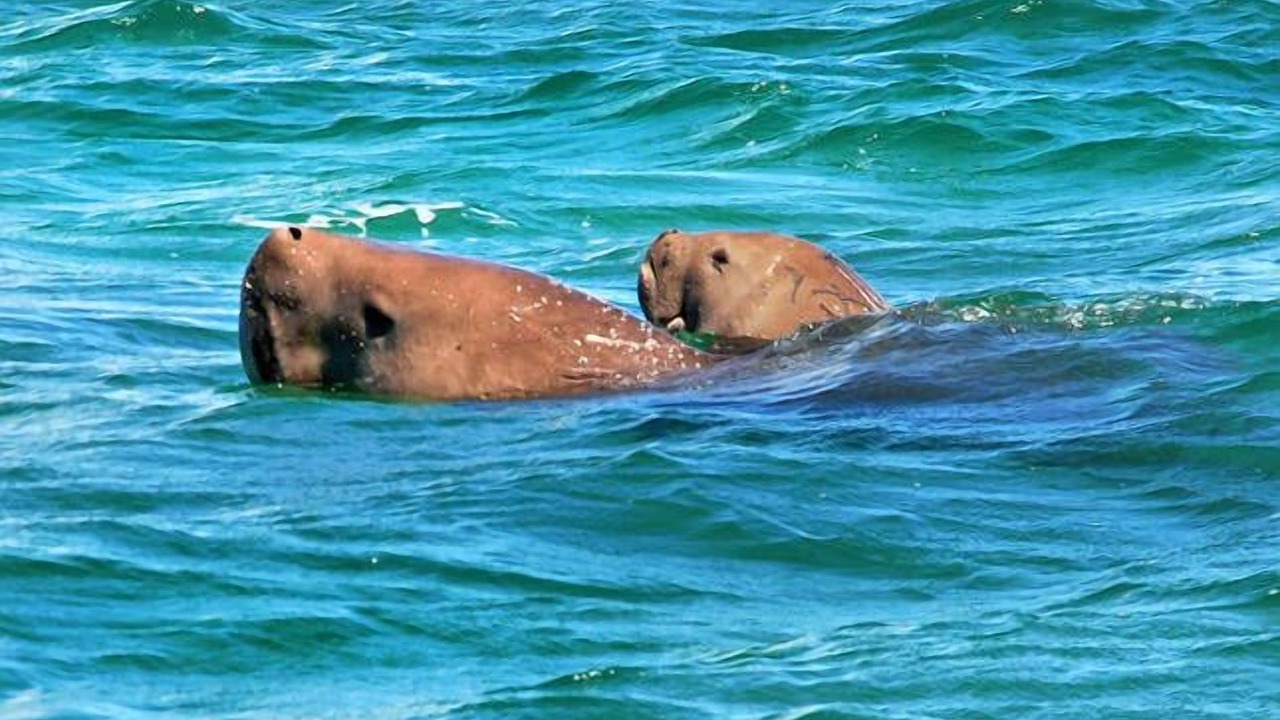 Photo of Others in Point Lookout