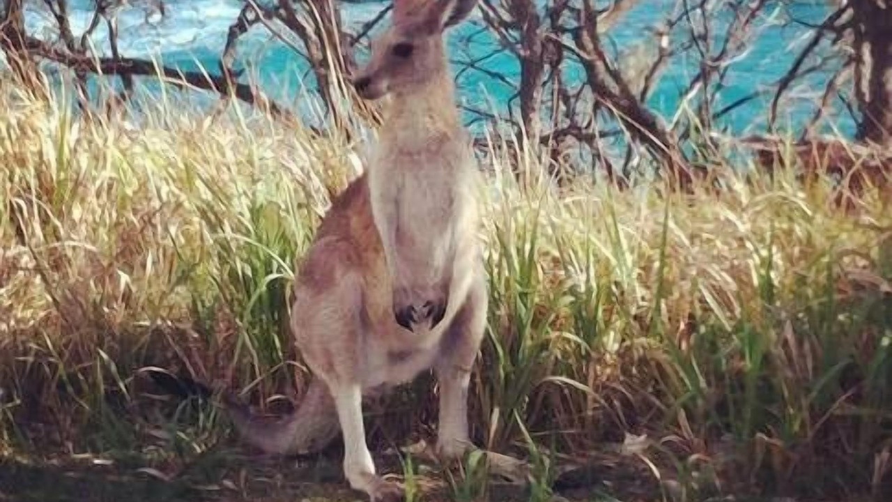 Photo of Others in Point Lookout