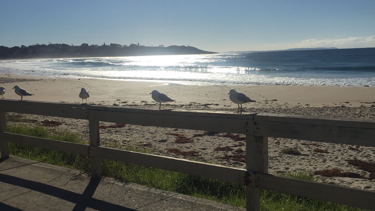 Photo of Others in Mollymook Beach