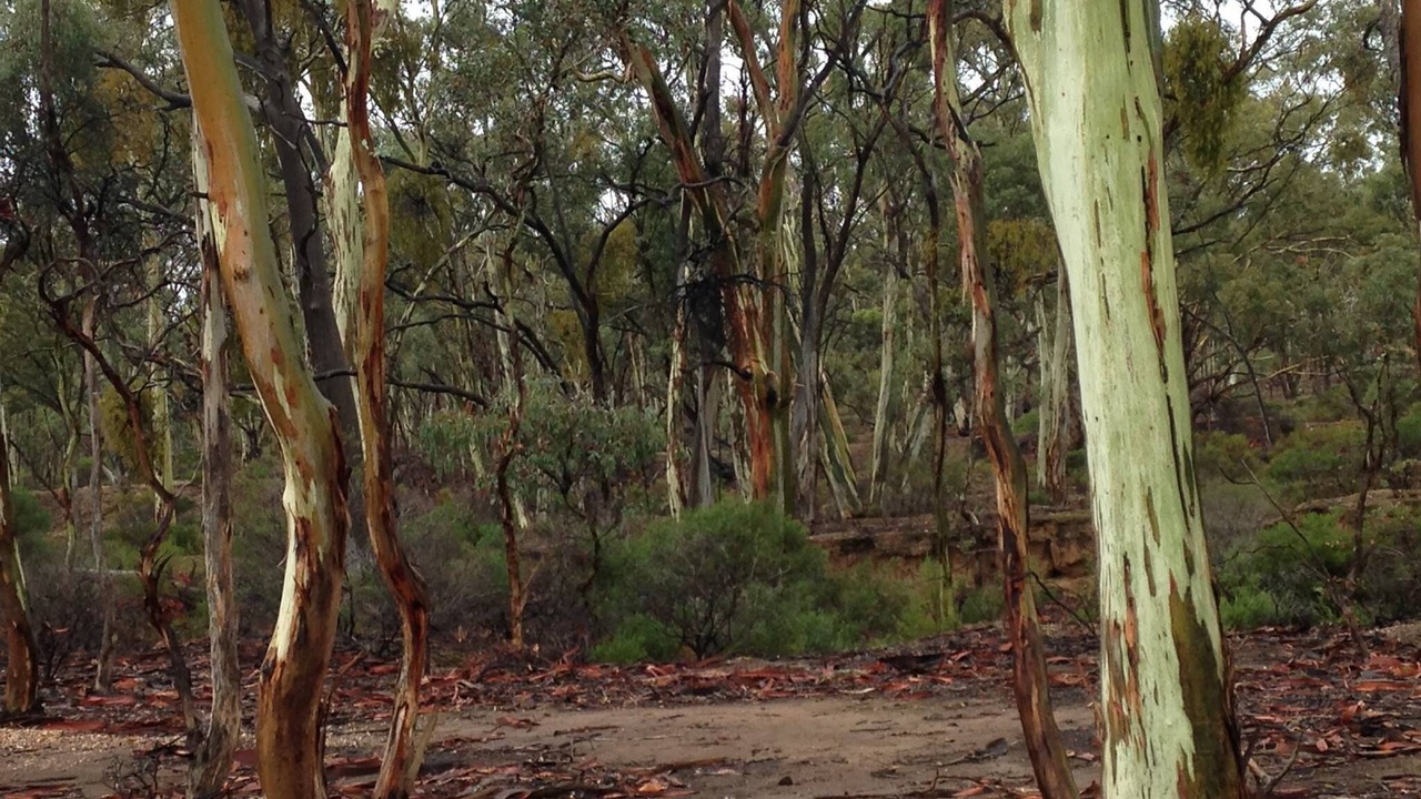 Photo of Outdoor in Tarnagulla
