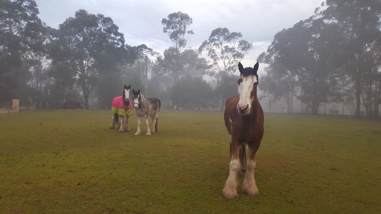 Photo of Others in Blaxlands Ridge