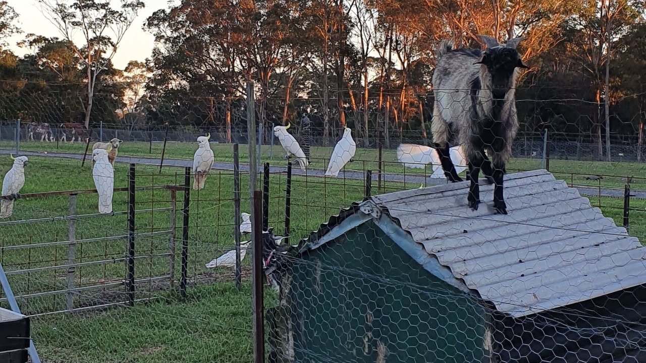 Photo of Outdoor in Blaxlands Ridge