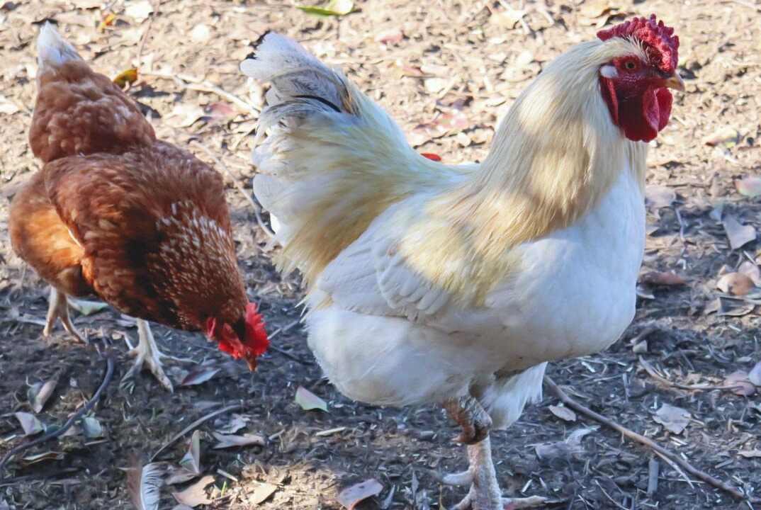 Photo of Others in Blaxlands Ridge