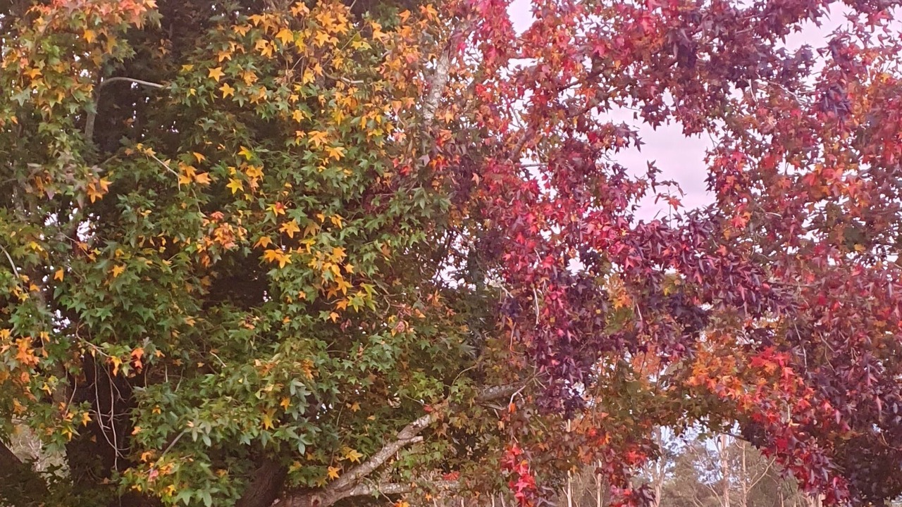 Photo of Outdoor in Blaxlands Ridge