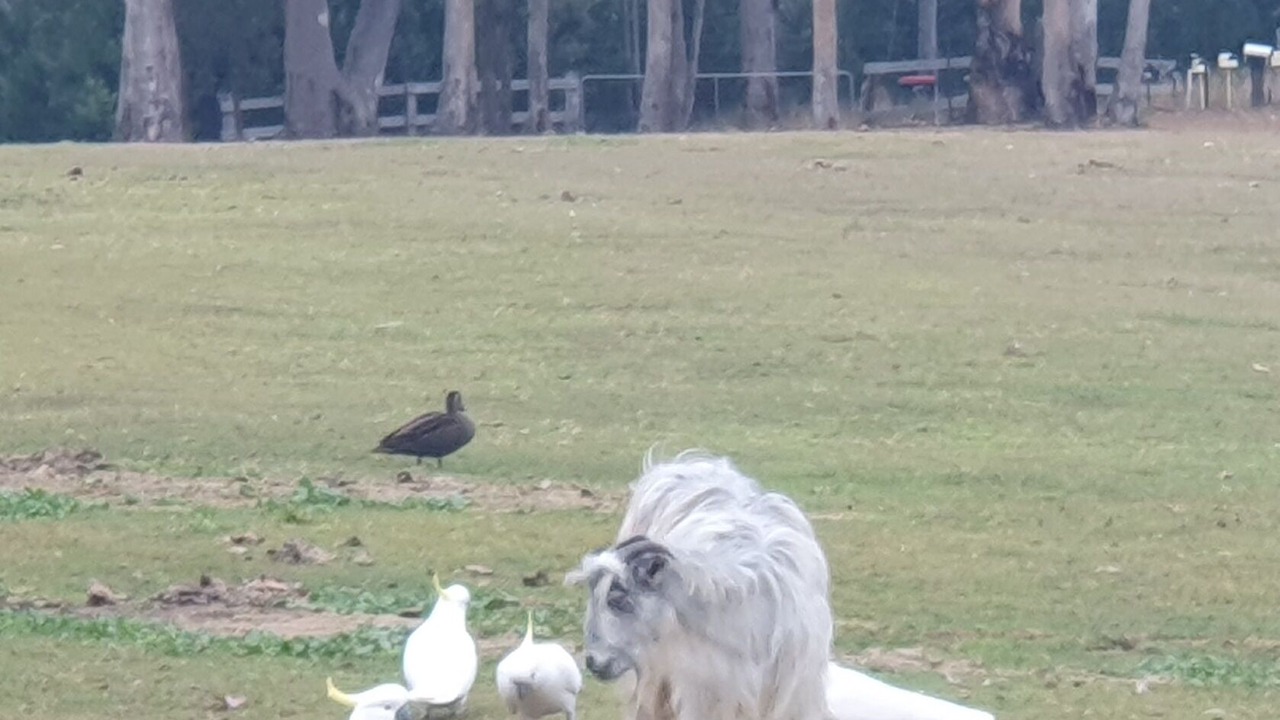 Photo of Outdoor in Blaxlands Ridge