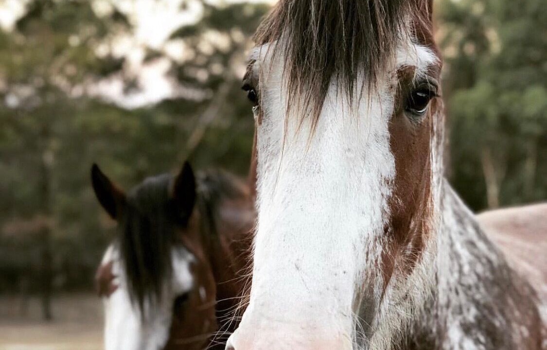 Photo of Others in Blaxlands Ridge