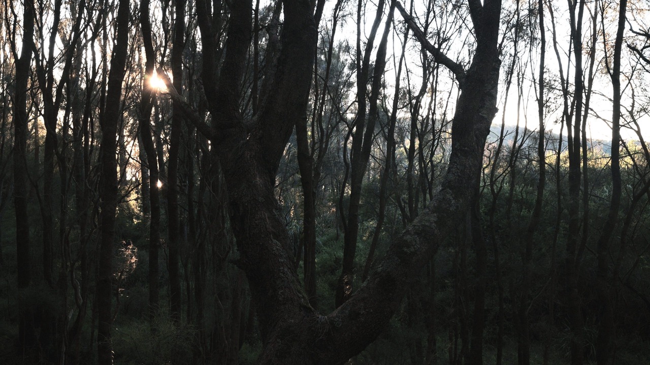 Photo of Others in Broulee