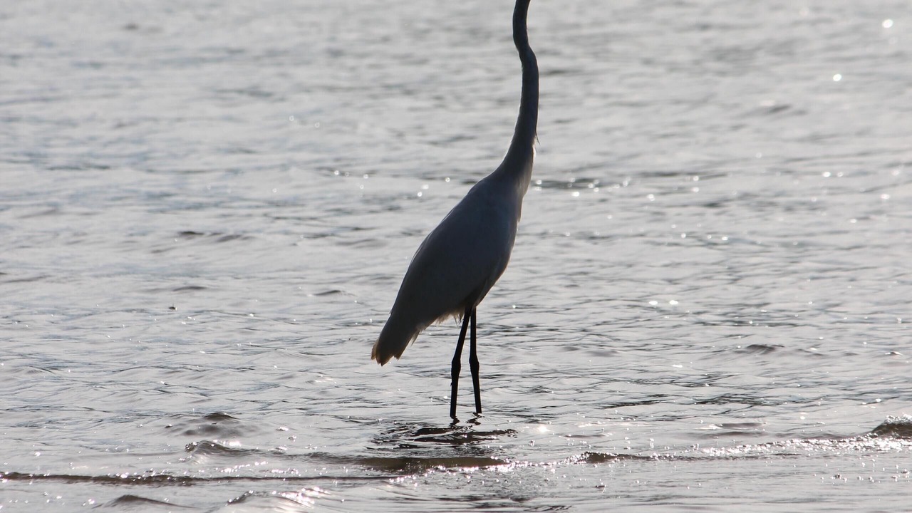 Photo of Others in Blossvale