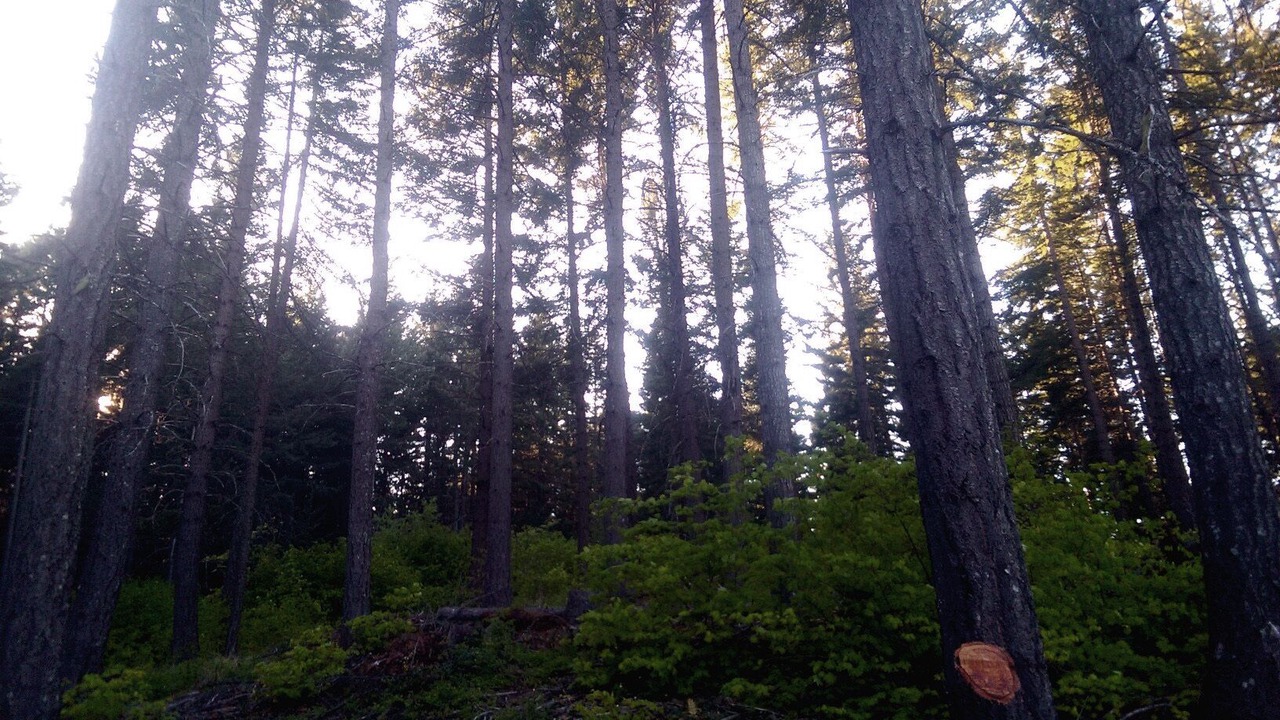 Photo of Others in White Salmon