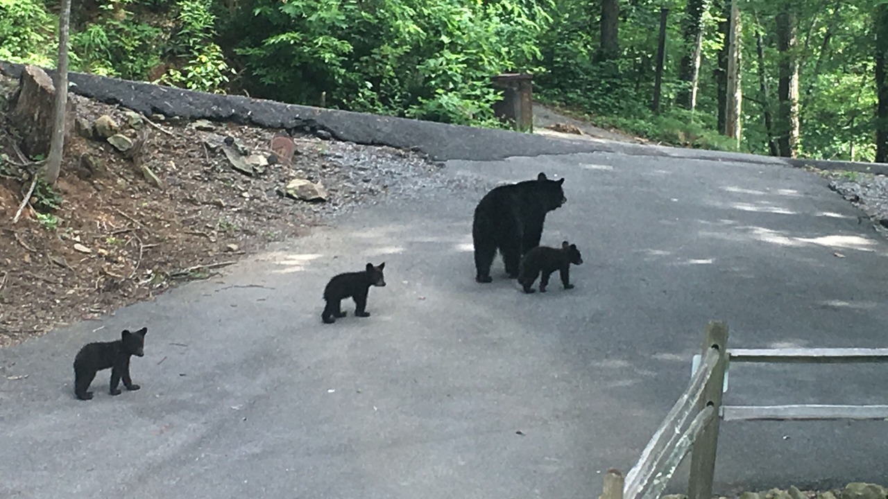 Photo of Others in Chalet Village