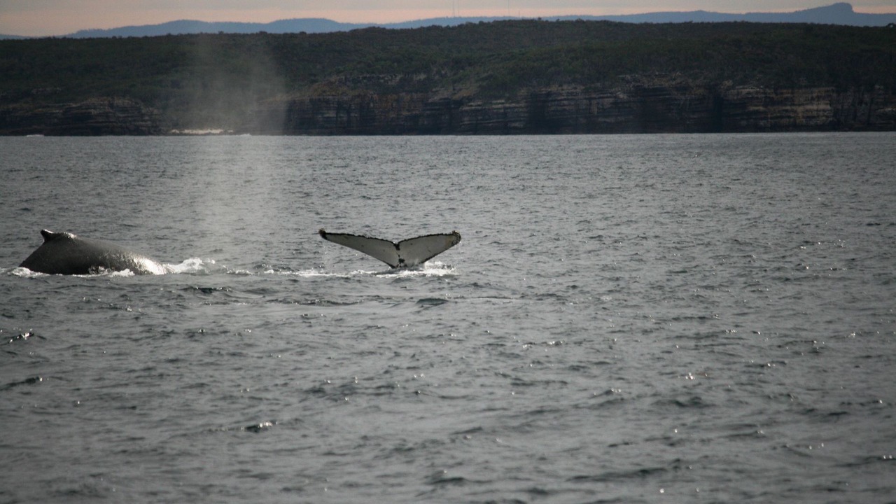 Photo of Others in Callala Bay