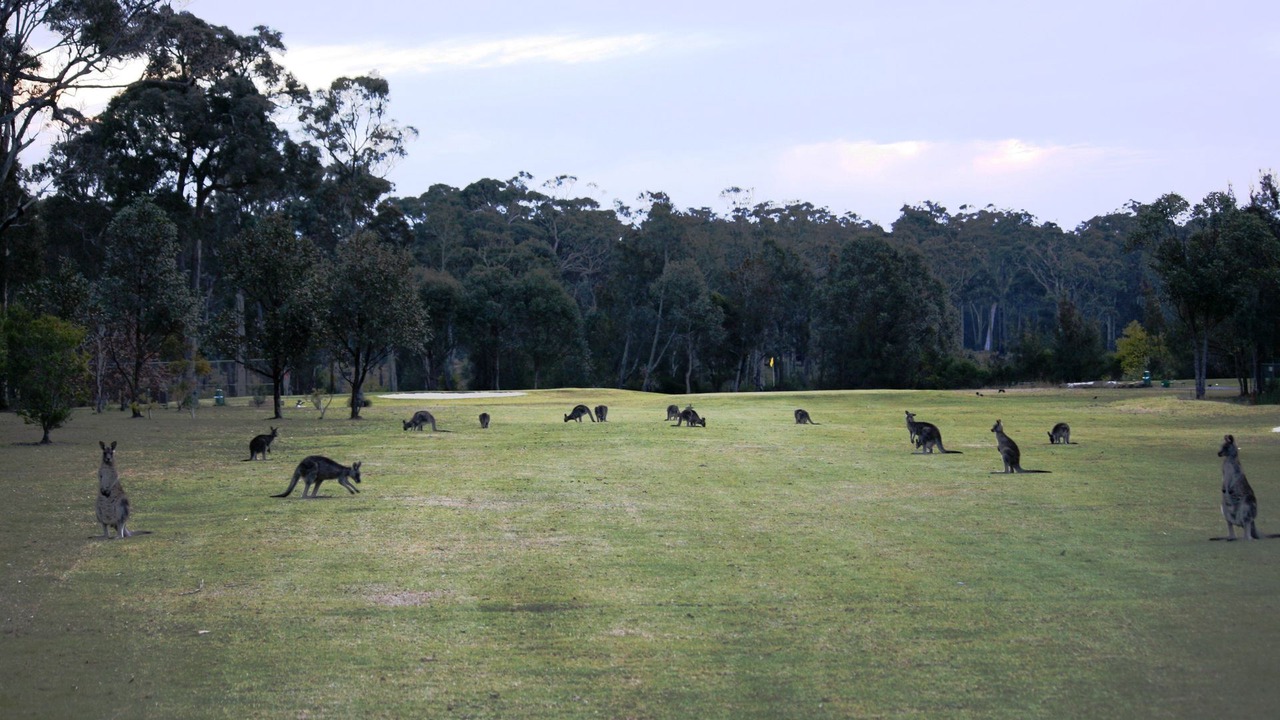 Photo of Others in Callala Bay