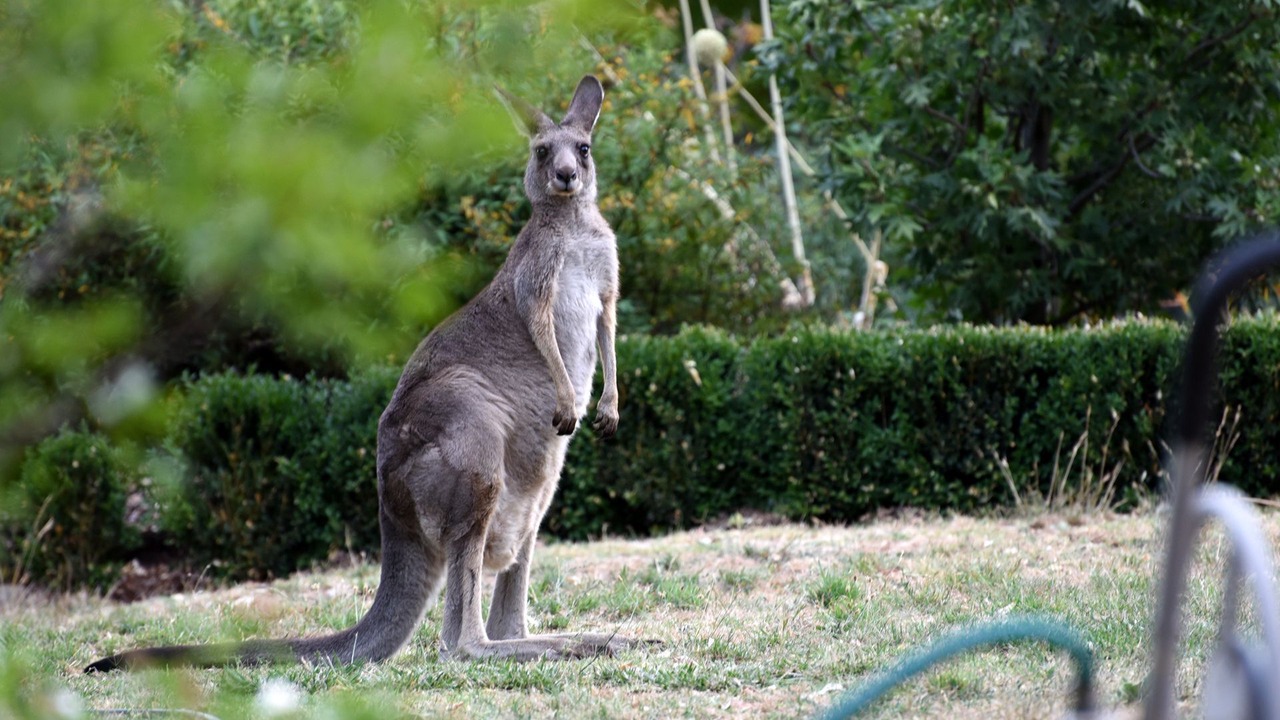 Photo of Outdoor in Castlemaine