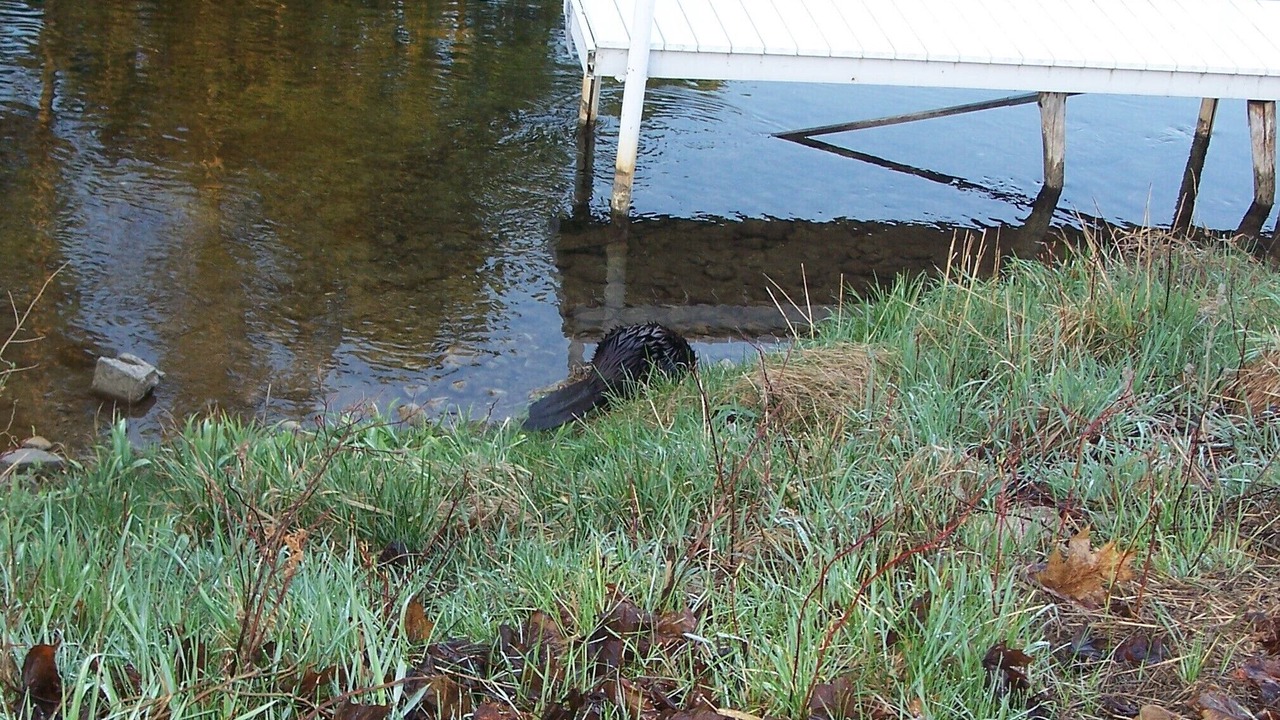 Photo of Others in Indian River