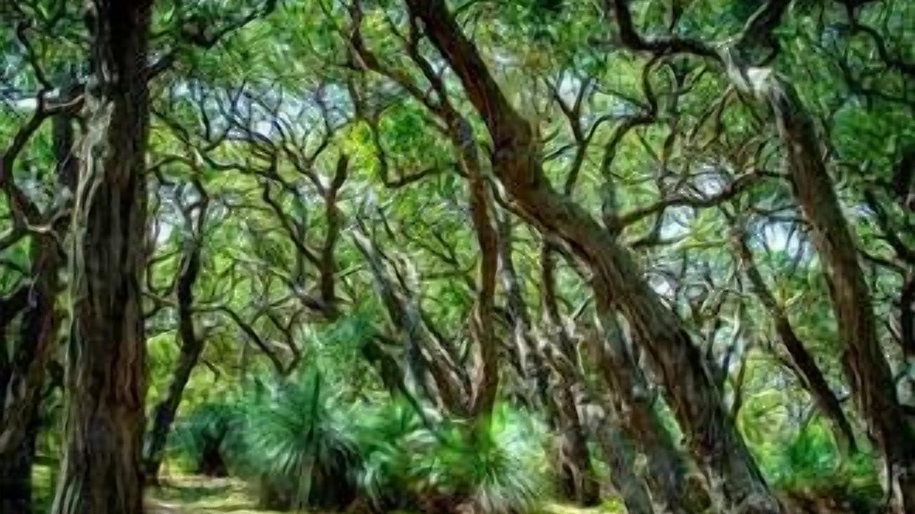 Photo of Outdoor in Boneo