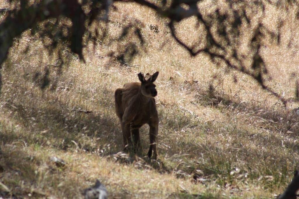 Photo of Others in Tungkillo