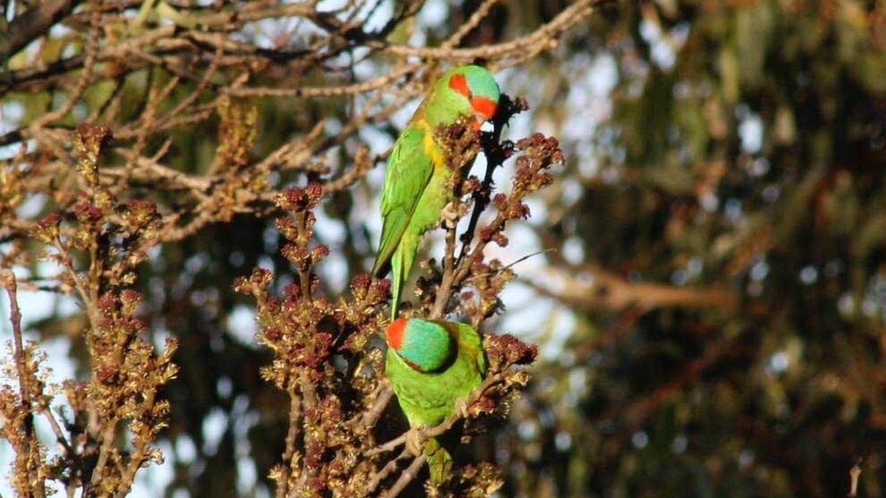 Photo of Others in Tungkillo