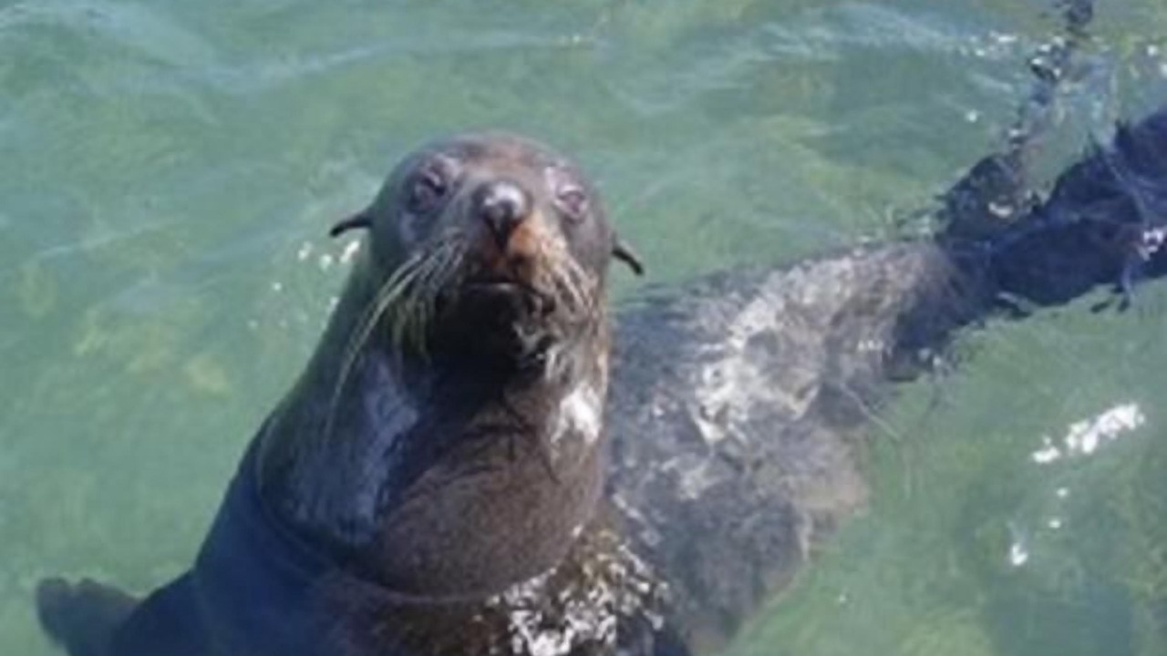 Photo of Others in Cape Jervis