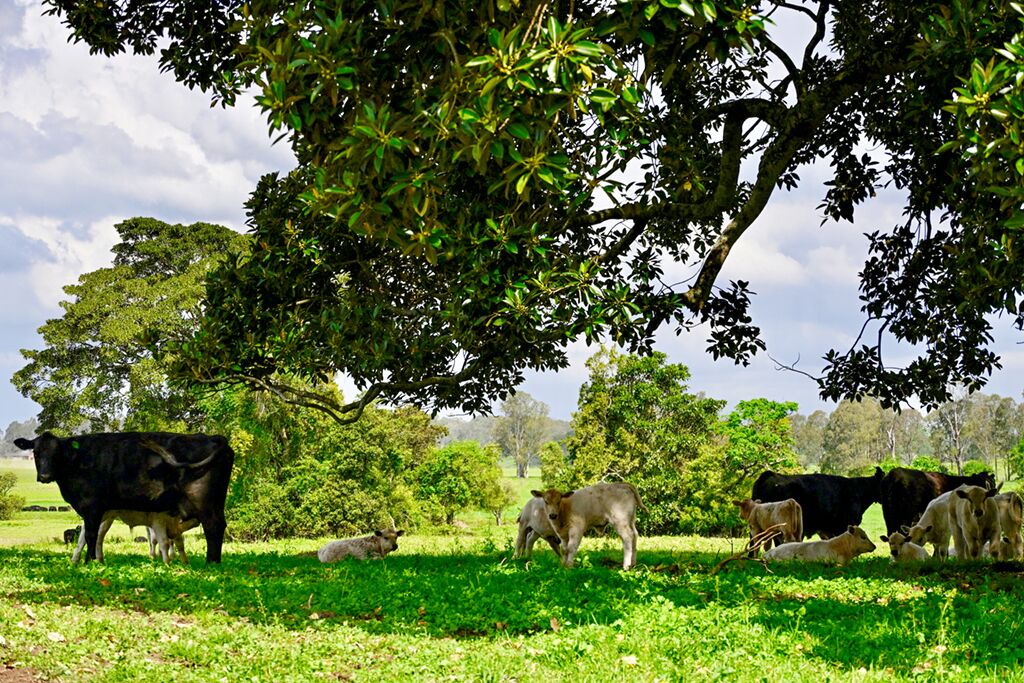 Photo of Others in Hunter Valley