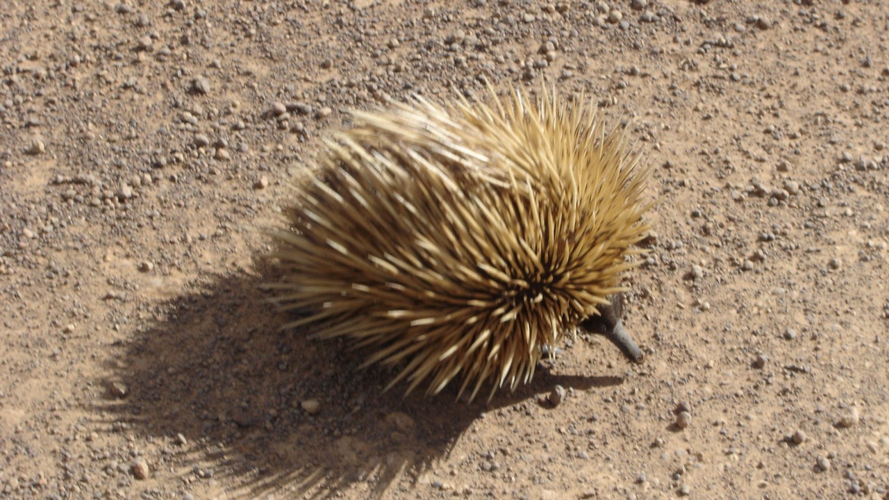 Photo of Others in Island Beach