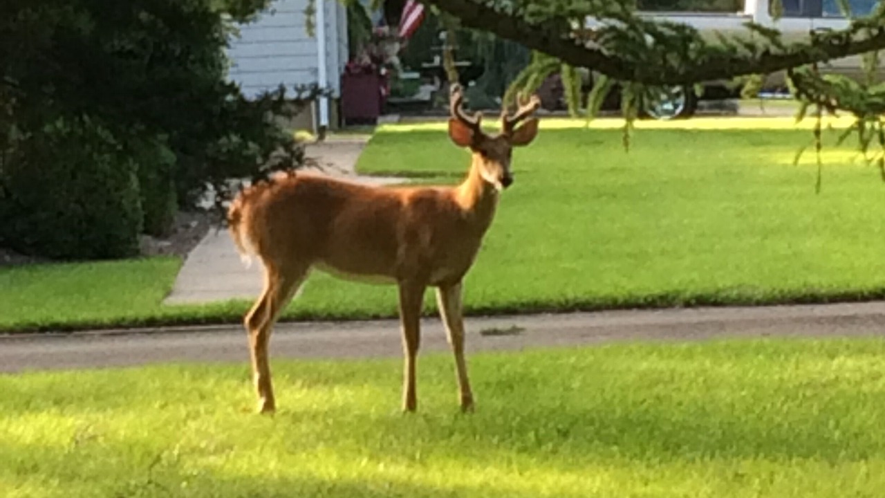 Photo of Others in Mattituck