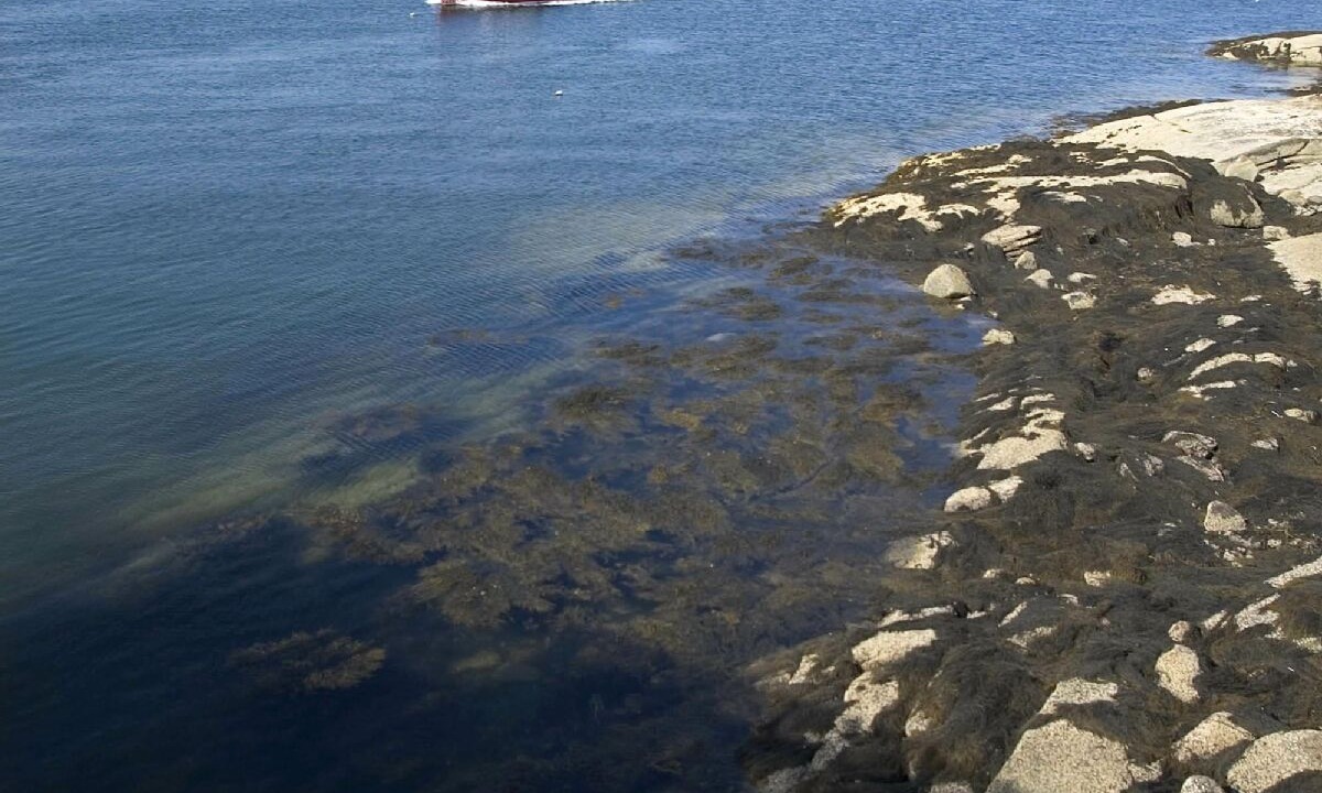 Photo of Others in Spruce Head