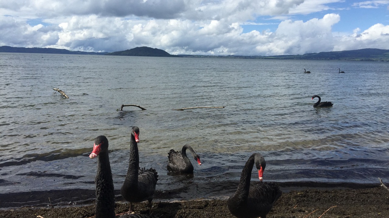 Photo of Others in Kawaha Point