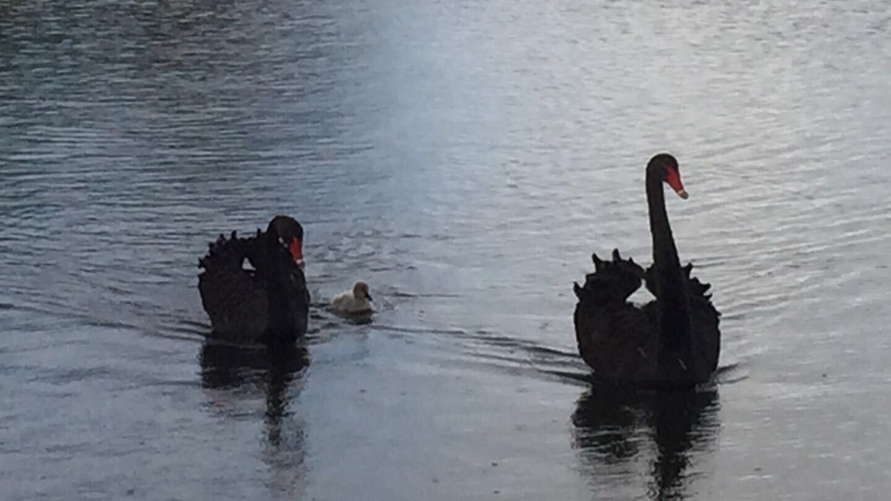 Photo of Others in Kawaha Point