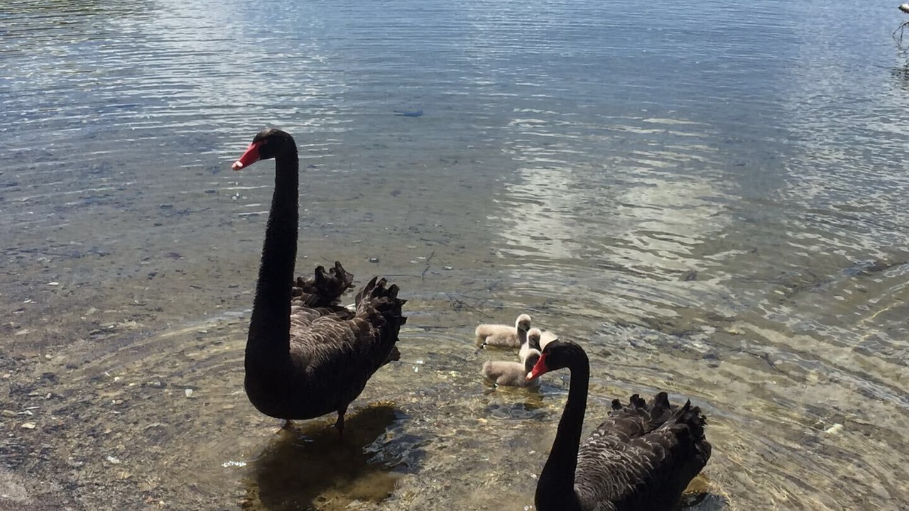 Photo of Others in Kawaha Point