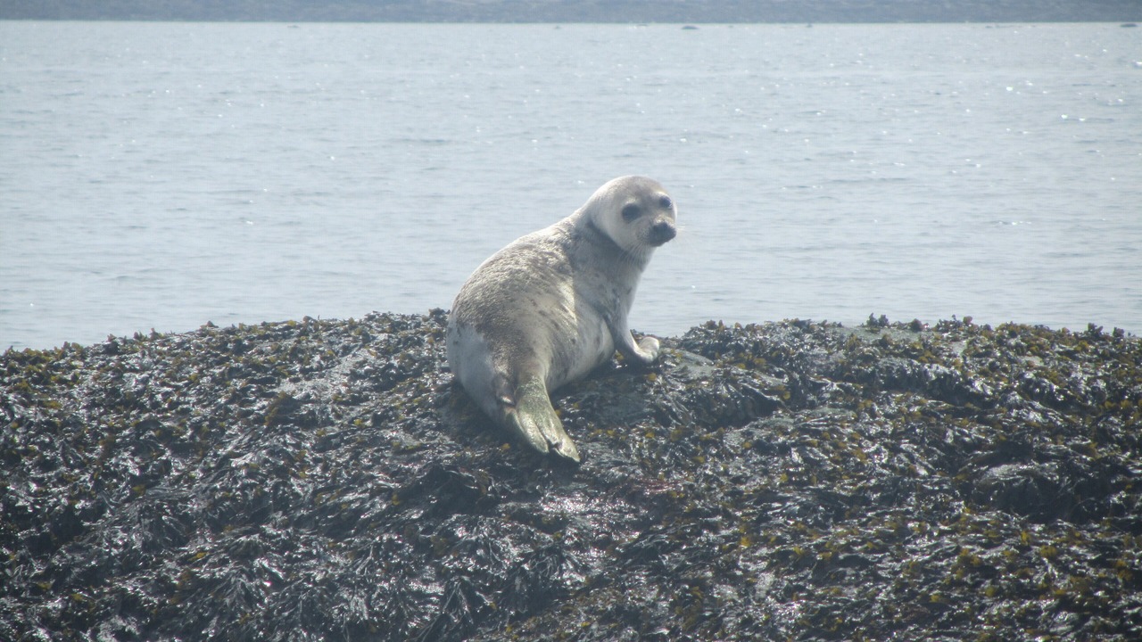 Photo of Others in Port Clyde