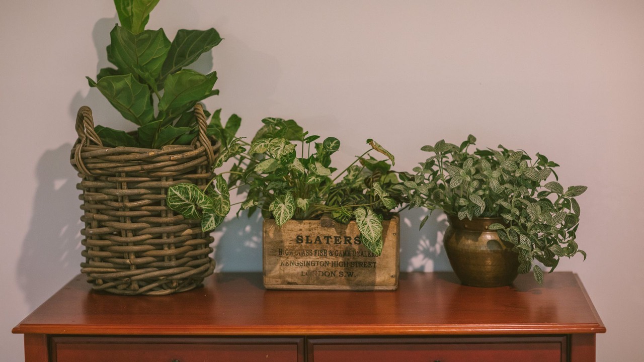 Photo of Others in Fitzroy Falls