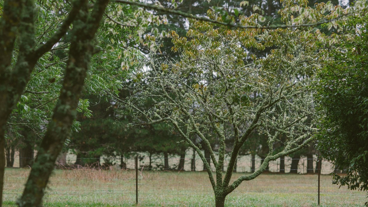 Photo of Outdoor in Fitzroy Falls