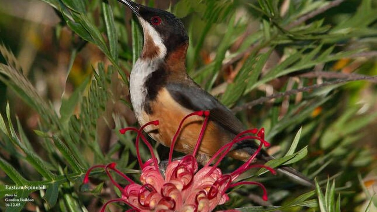 Photo of Outdoor in Bellingen