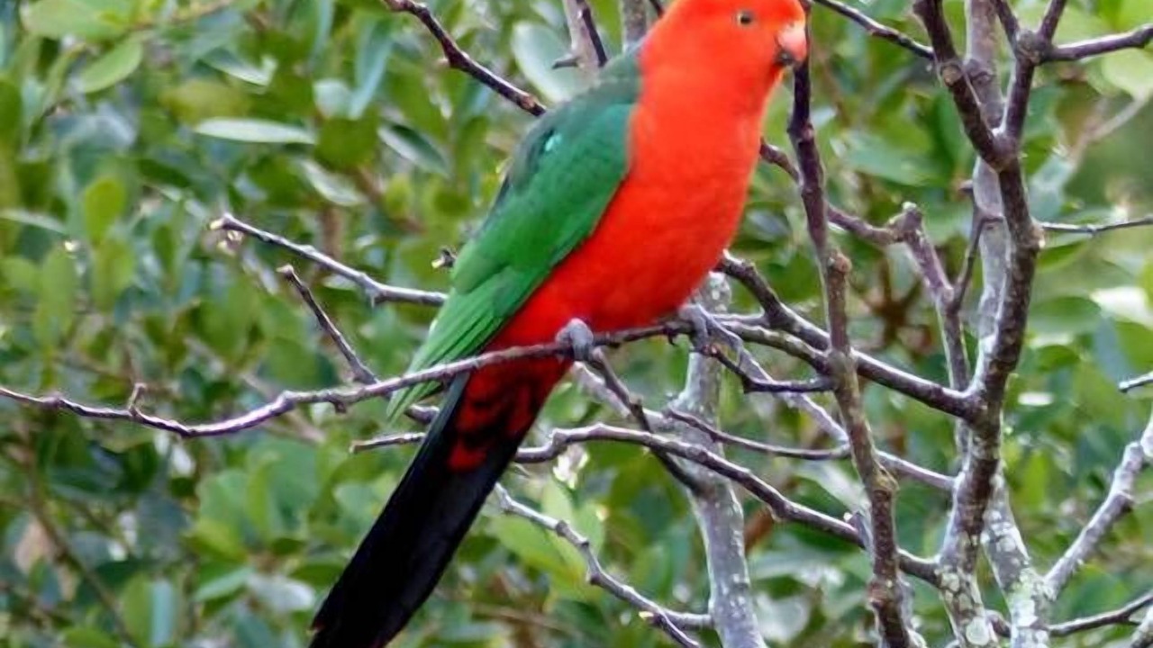 Photo of Others in Bellingen