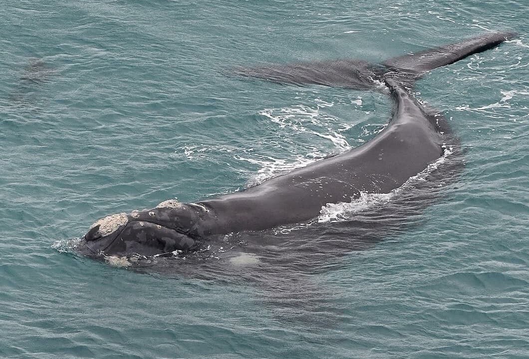 Photo of Others in Cape Bridgewater