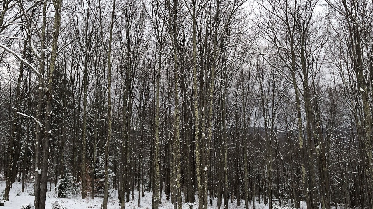 Photo of Others in West Kill