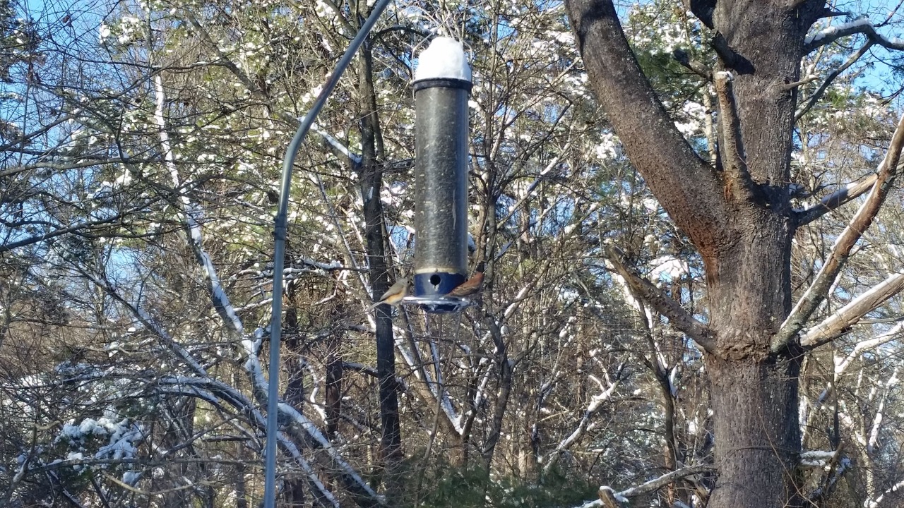 Photo of Outdoor in Candler