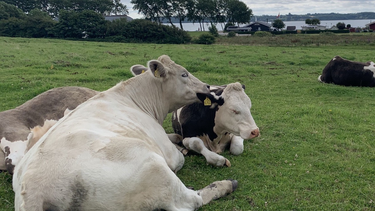 Photo of Outdoor in Aabenraa