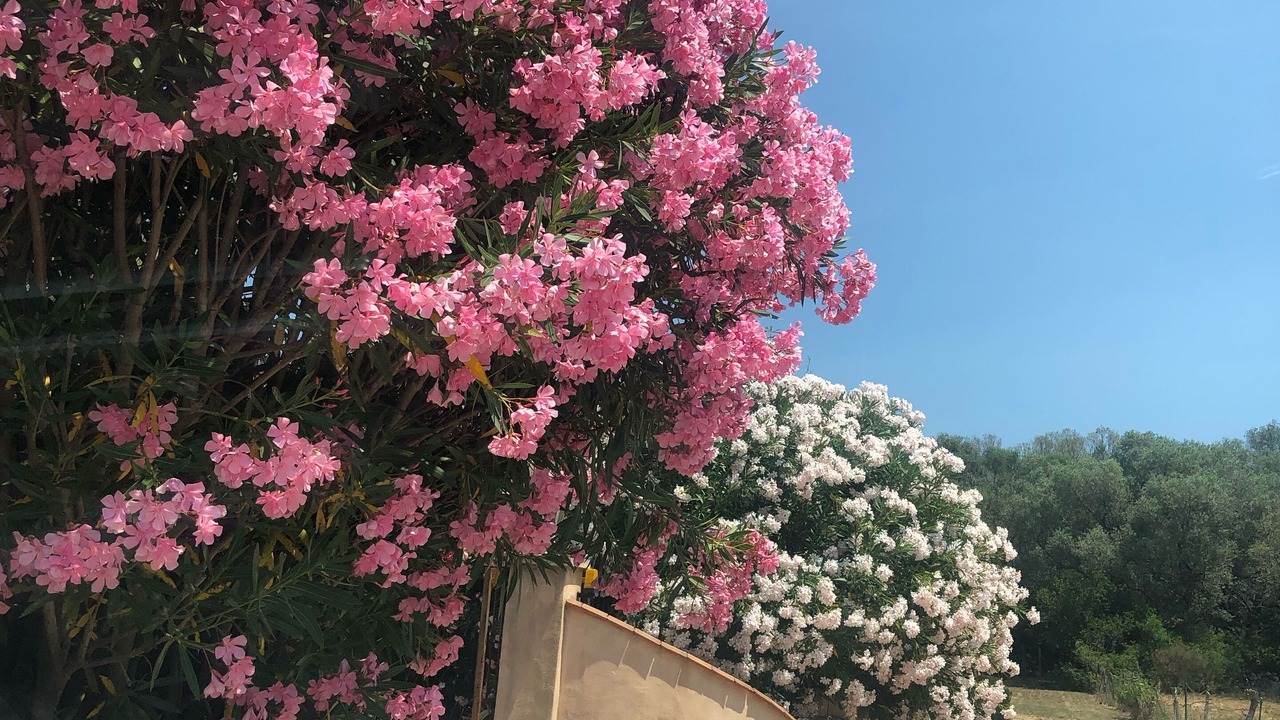 Photo of Outdoor in Porto-Vecchio