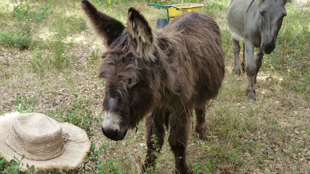 Photo of Outdoor in Porto-Vecchio