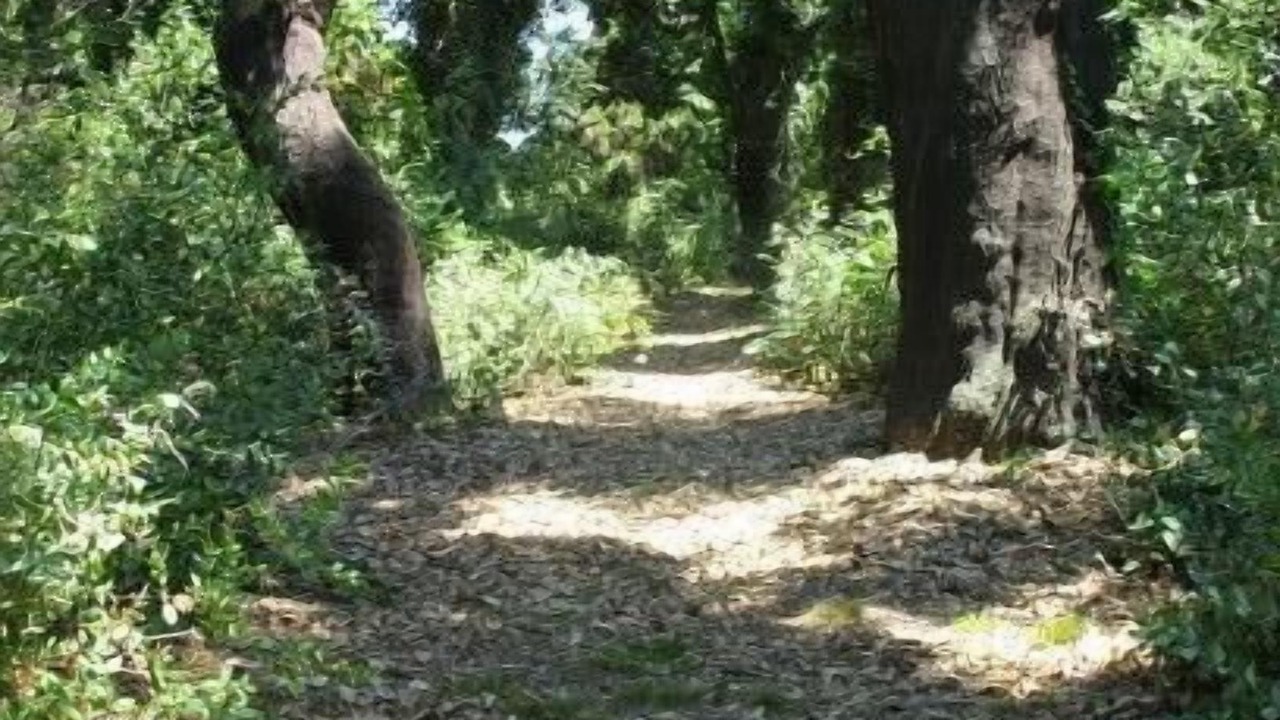Photo of Outdoor in Argeles-sur-Mer